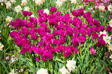 Field of pink tulips