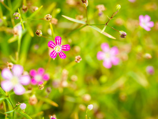 White Striped Pink Gypsophila Flowers Blooming