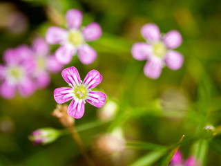 White Striped Pink Gypsophila Flowers Blooming