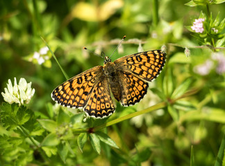 bunter schmetterling beim nektar sammeln auf einer feldwiese