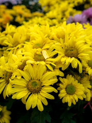 Bouquet of Yellow Chrysanthemum Flowers blooming