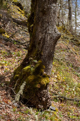 Obraz premium Moss on tree in forest on background,close up