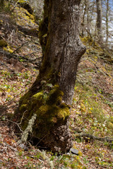 Moss on tree in forest on background,close up
