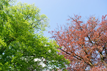 Trees in spring