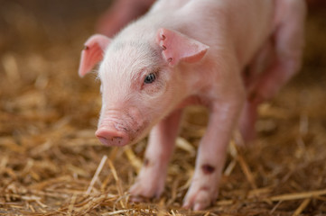 This image is of a cute piglet standing in the hay.  A concept can be youth, child and family.