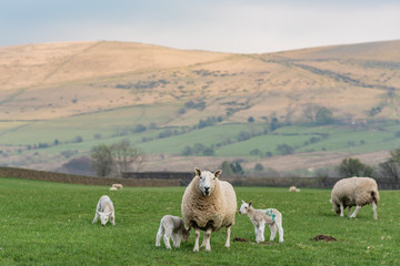 Sheep family on the green field, Wales, England