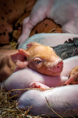 This image is of a cute piglet sound asleep with it's siblings. A concept can be youth, sleep and family.