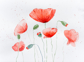 Natural drawing of poppy flowers