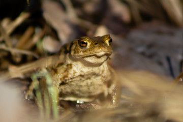 Close-up of common frog sitting in a pool of water