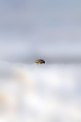 Cute little owl. White snow background. Bird: Little Owl. Athene noctua