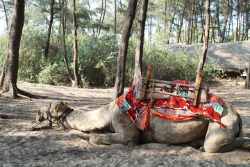 Camel animal in beach