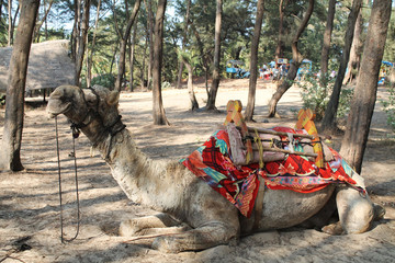 Camel animal in beach