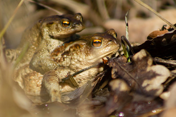 Close-up of common frogs on their way to water to breed after hibernation.