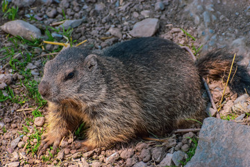 Swiss marmot in summer in Klewenalp.