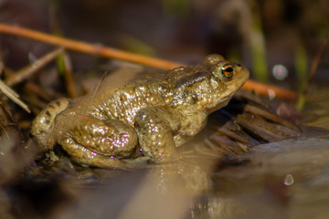 Close-up of common frog, photographed from the side.