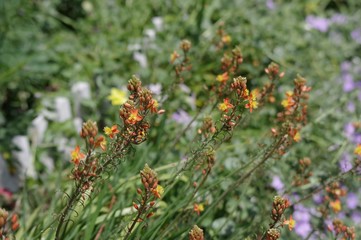 ブルビネ・フルテスケンス（ハナアロエ）