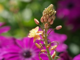 ブルビネ・フルテスケンス（ハナアロエ）