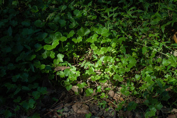 Clover weed ground cover greenery leaves forest naure walk