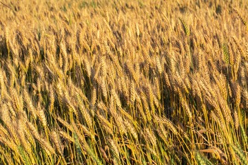Yellow wheat grain  field  background