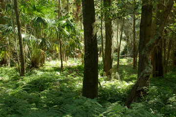 Into the forest tree foliage greenery nature walk dappled light