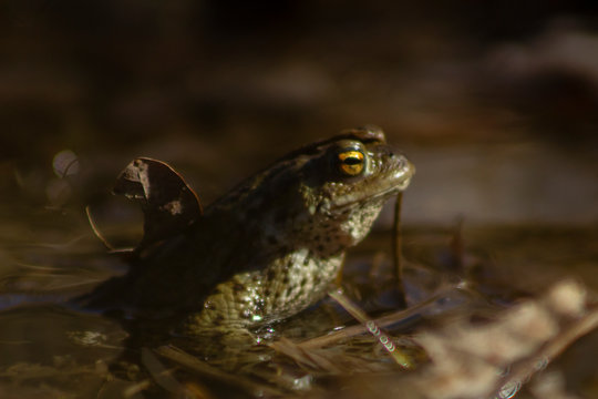 Common frog sitting in water photographed from the side, blurry background and foreground from shallow depth of field.