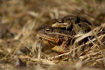 Close-up of common frog sitting on top of an other frog in dry grass.
