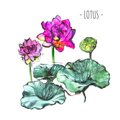 Composition with lotus. Hand draw watercolor illustration.The lotuses. Water lilies isolated on white background.Pink red lotus.