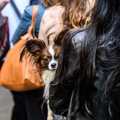 A small Papillon dog with long hair and big ears looks over its owners shoulder