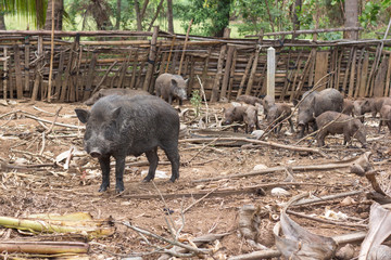 wild boar family on rural farm