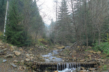 forest in mountains autumn 