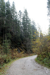 forest in mountains autumn 