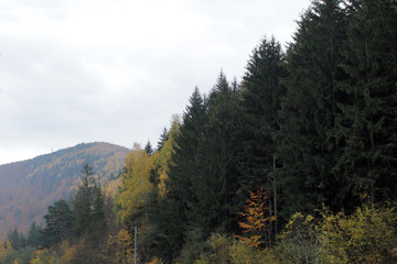 forest in mountains autumn 