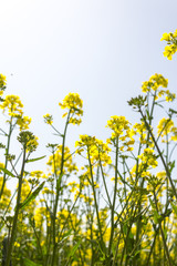 Blooming rapeseed fields and details of a flower. Sky in background.