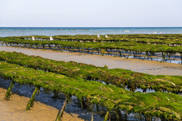 Utah Beach, France - August 31, 2018: Oyster beds on the oyster farm at low tide. Utah Beach, Normandy, France