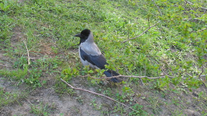 crow sitting on the grass in the yard   