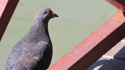 An ominous pigeon stares at you