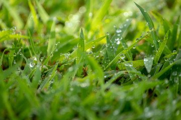 morning dew soaked the fresh green grass that was exposed to the orange morning sun