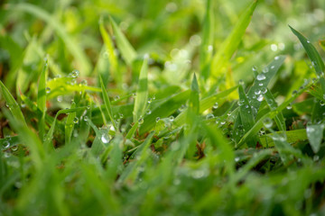 morning dew soaked the fresh green grass that was exposed to the orange morning sun