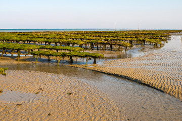 Utah Beach, France - August 31, 2018: Oyster beds on the oyster farm at low tide. Utah Beach,...