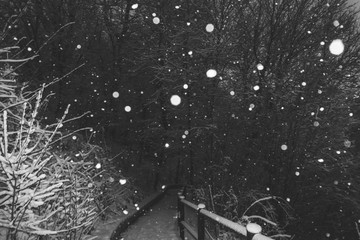 snow flakes in the air at the forest