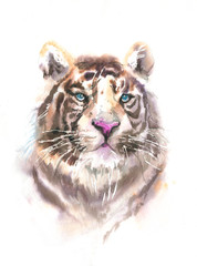 White Tiger portrait watercolor isolated. illustration of tiger with blue eyes and pink nose. Print for t-shirt or poster.