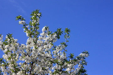 Fruit trees blooming in white in early spring in the garden on a sunny day.