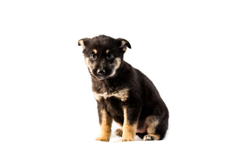 German shepherd puppy isolated