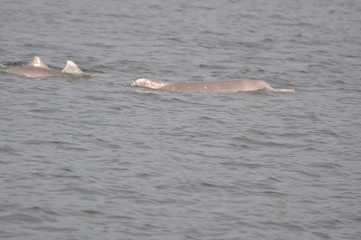 I Gede Mahendra Wijaya