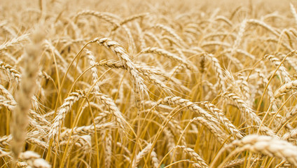 field of wheat