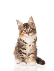 Maine Coon kitten