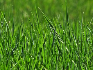 grass on green background