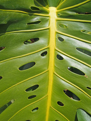 close up of a large bright green tropical philodendron leaf with a pattern of holed © Philip J Openshaw 