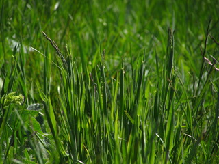 grass on green background
