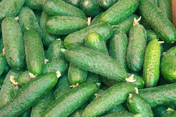 fresh juicy cucumbers for food texture